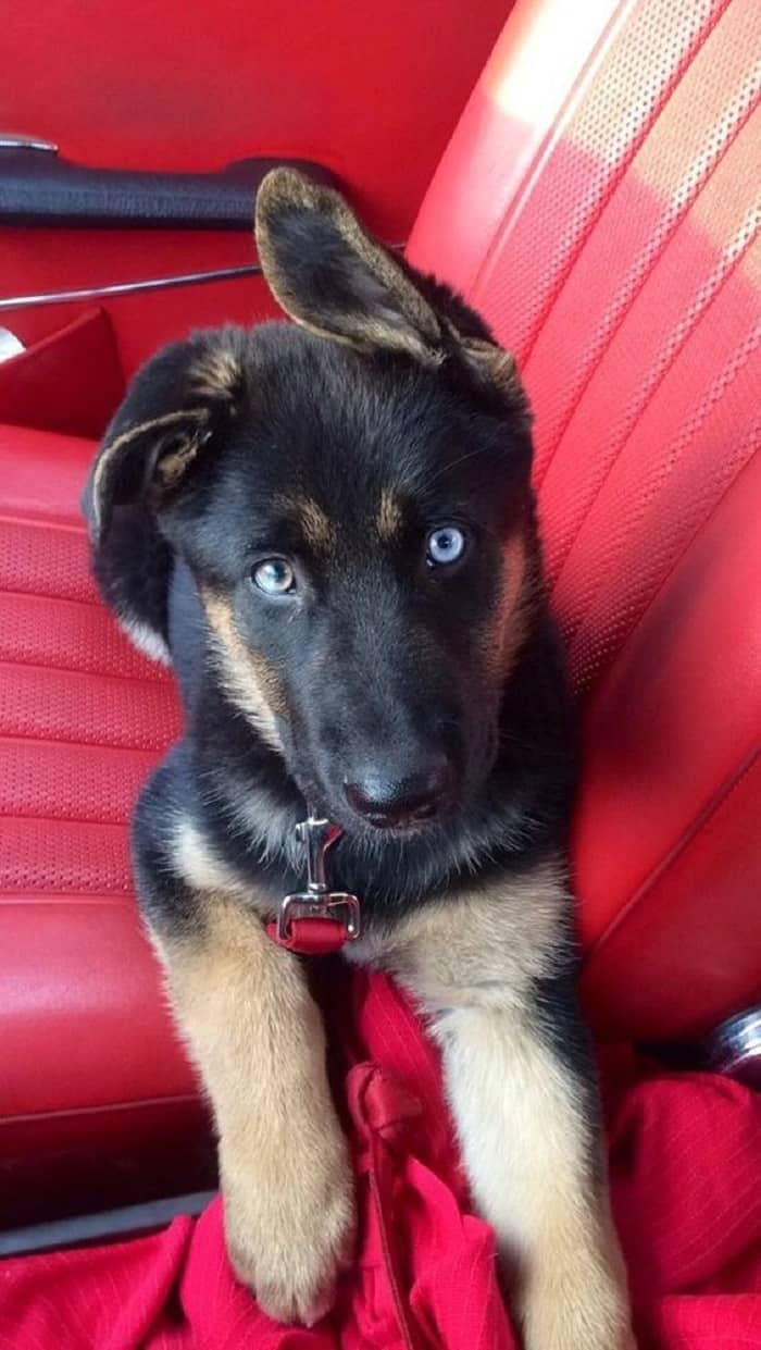 lindo cachorro de pastor alemán con ojos azules