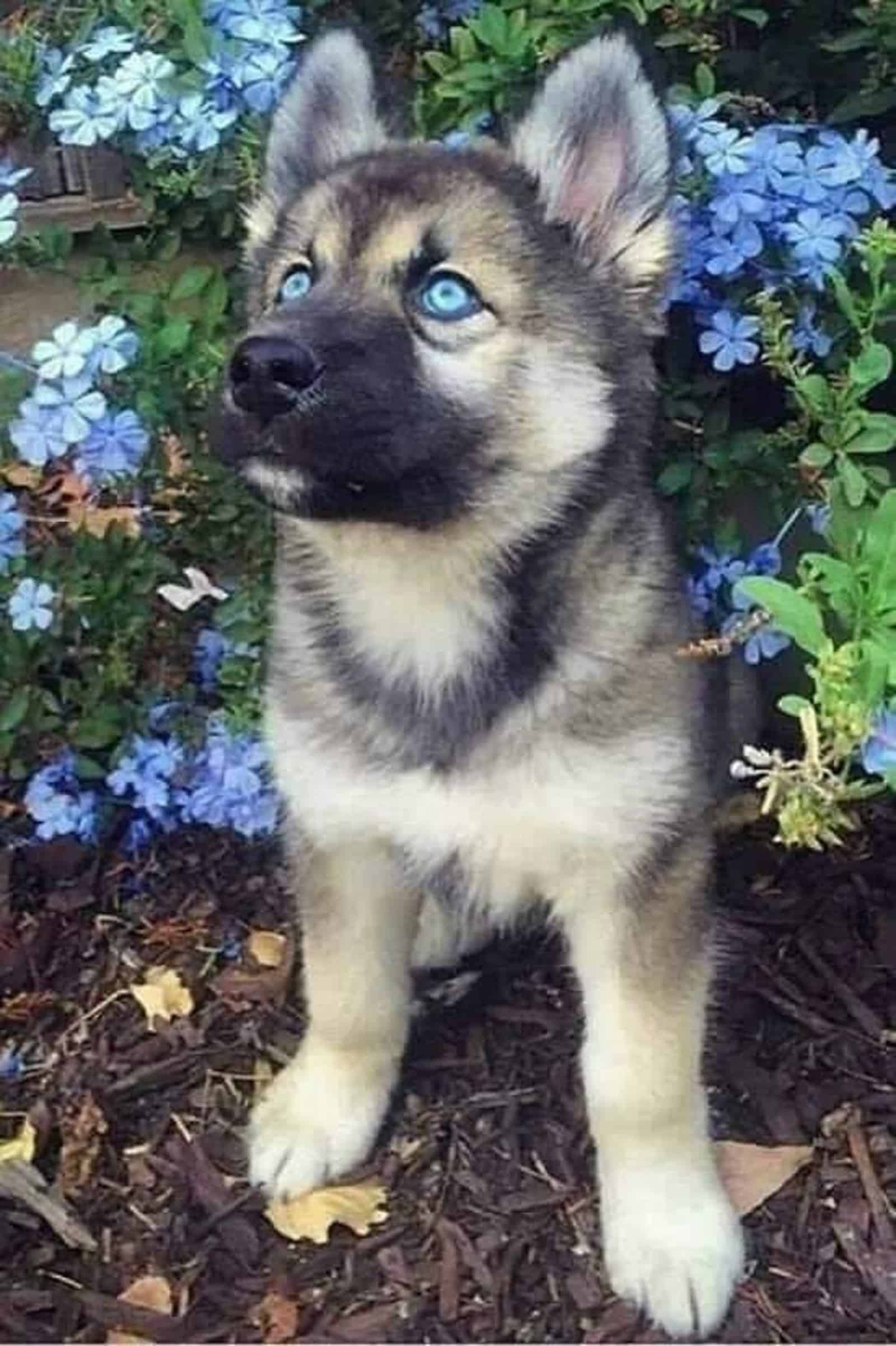 lindo cachorro de pastor alemán con ojos azules en el jardín