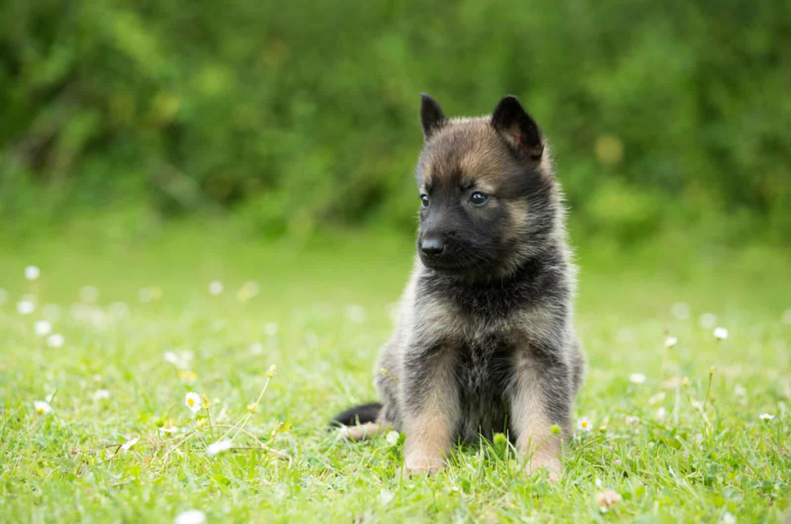 lindo cachorro de pastor alemán sentado en la hierba