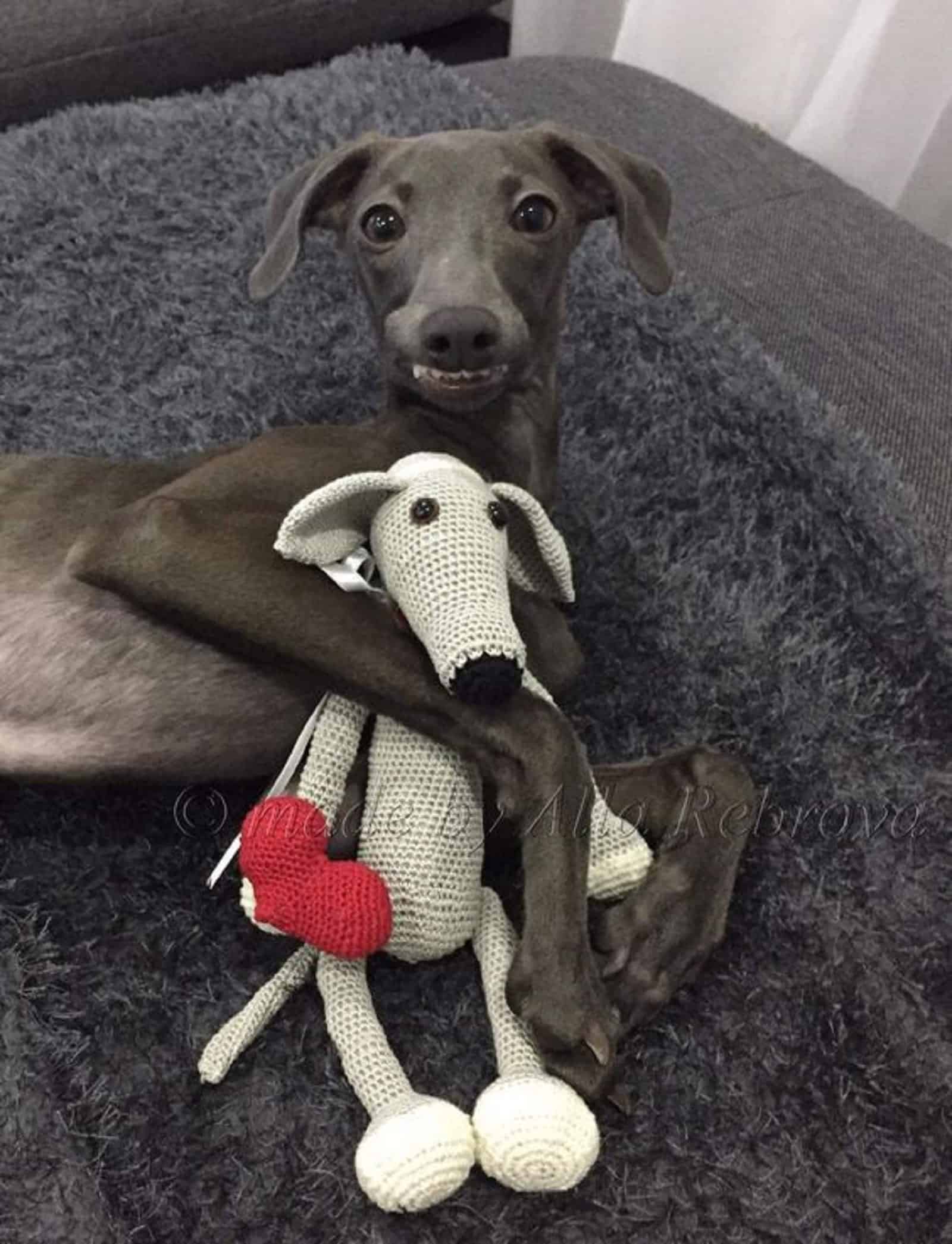 galgo lindo jugando con un juguete