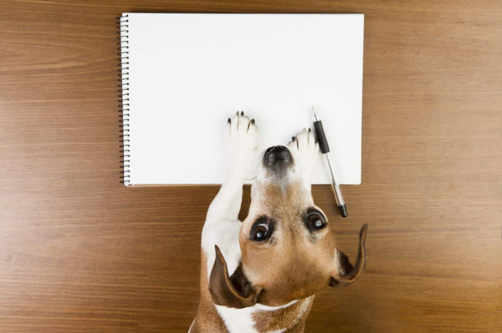 perro jack russell terrier lindo con sus patas sobre un cuaderno