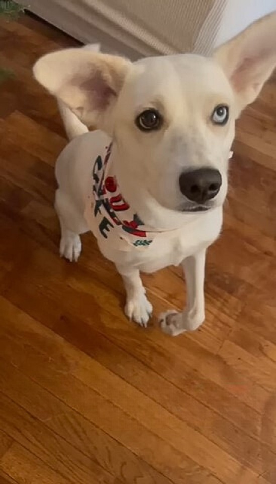 lindo perro blanco saltando en la casa