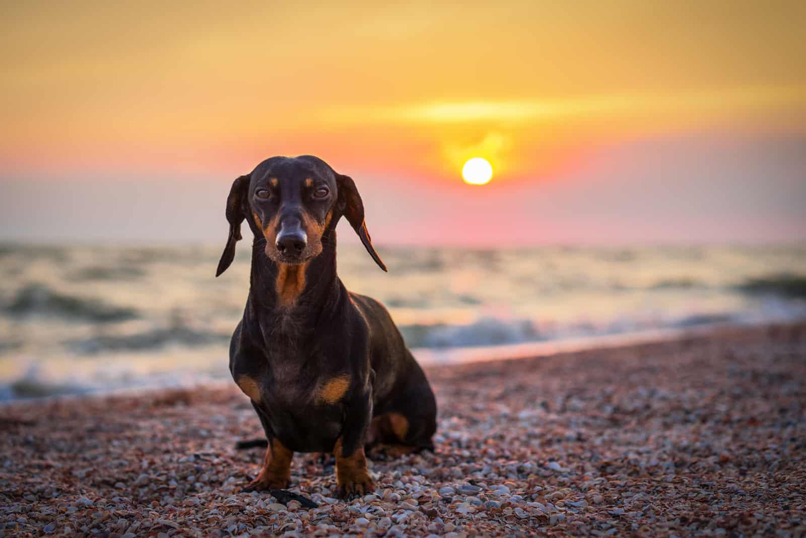 Perro dachshund de pie en la playa al atardecer