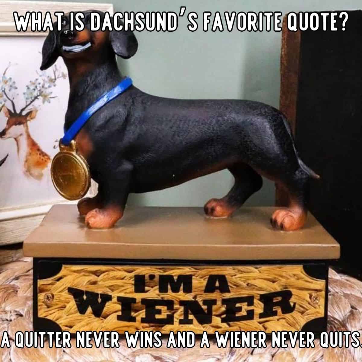 chiste de la cita favorita de un dachshund