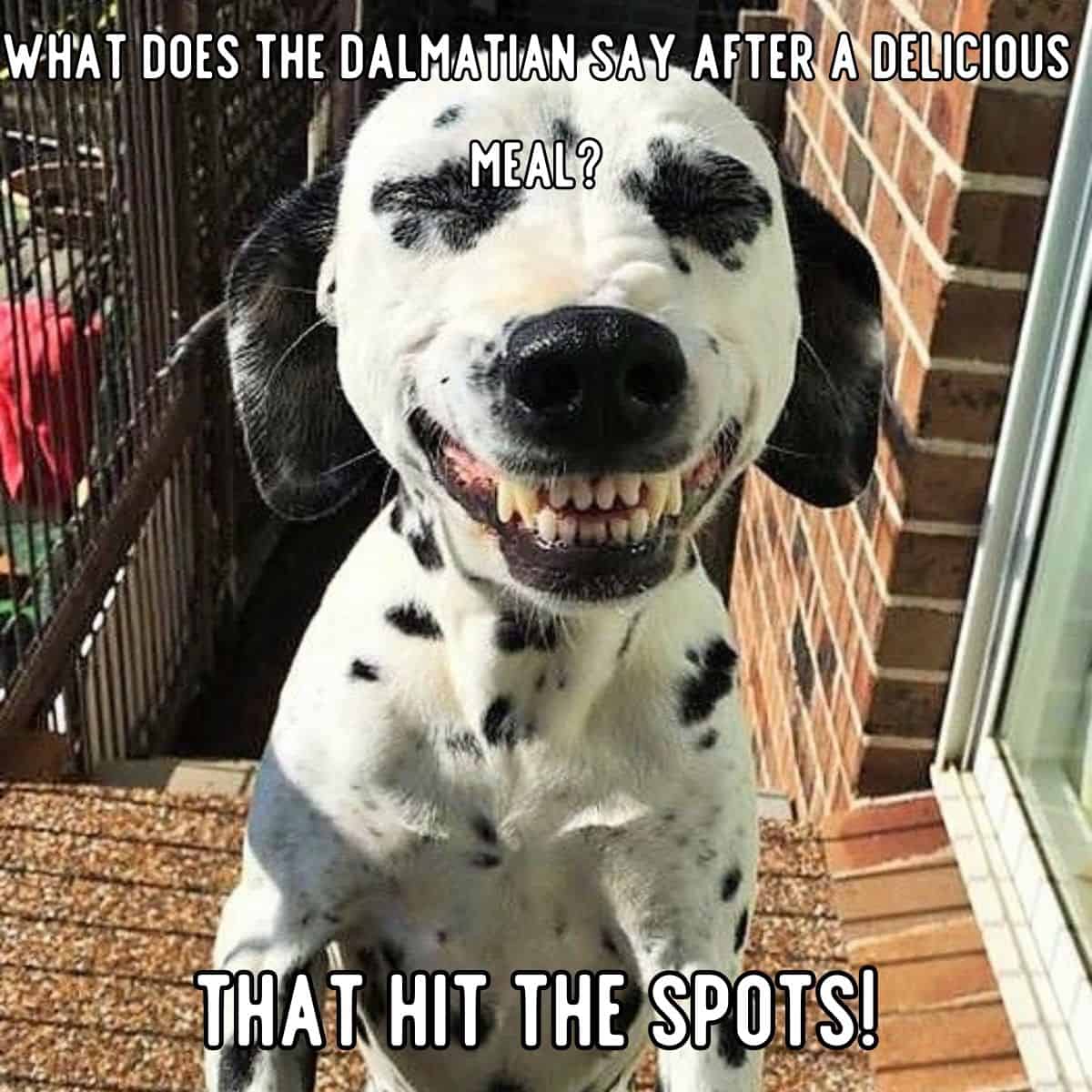 chiste de perro dálmata