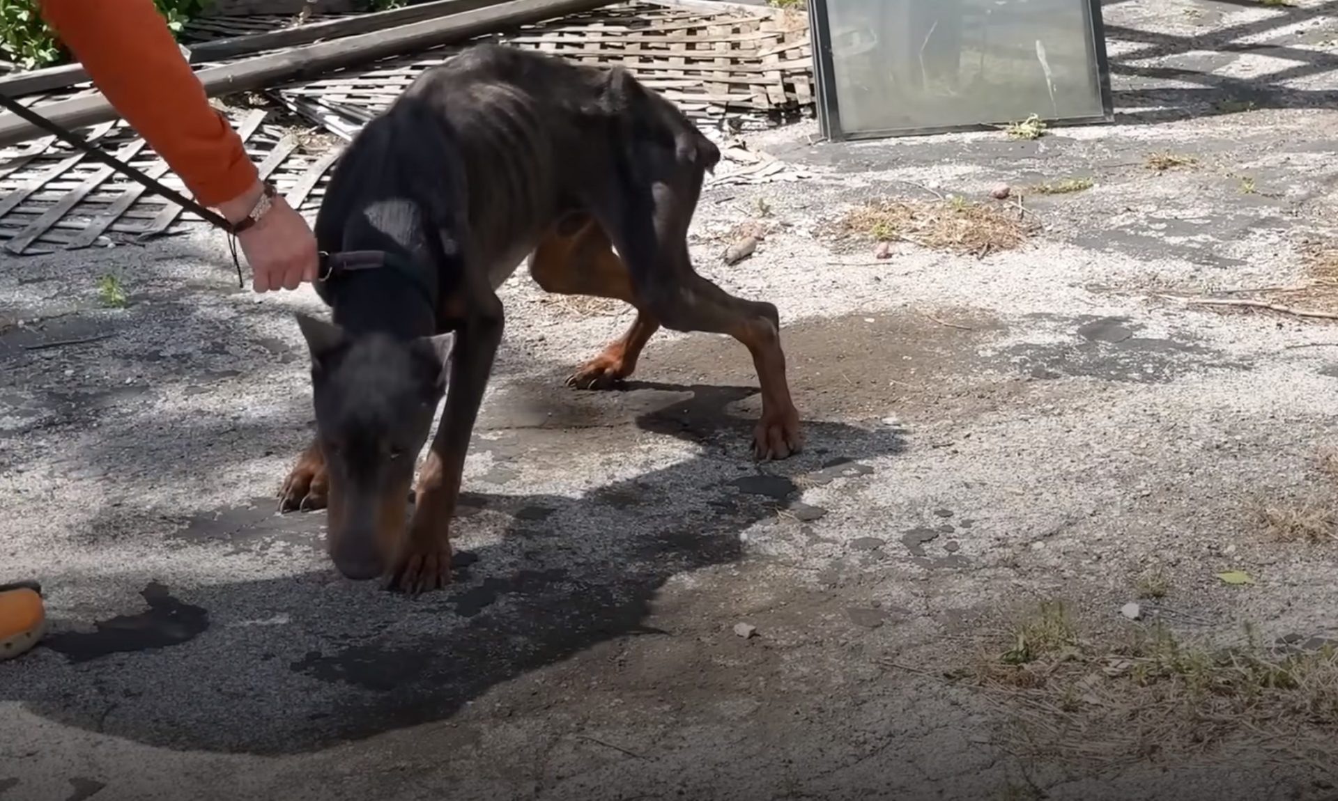 doberman con correa