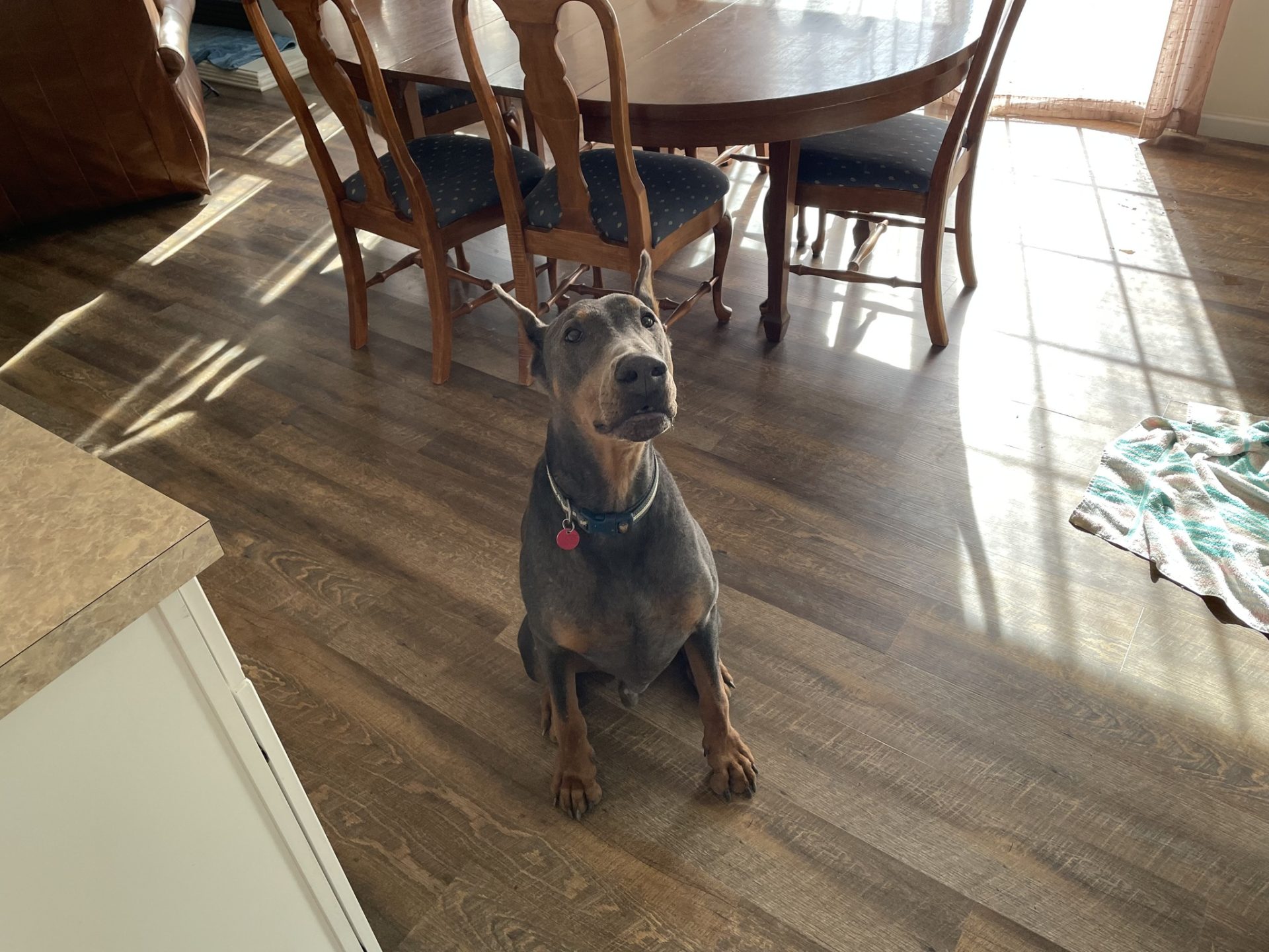 doberman sentado en interiores