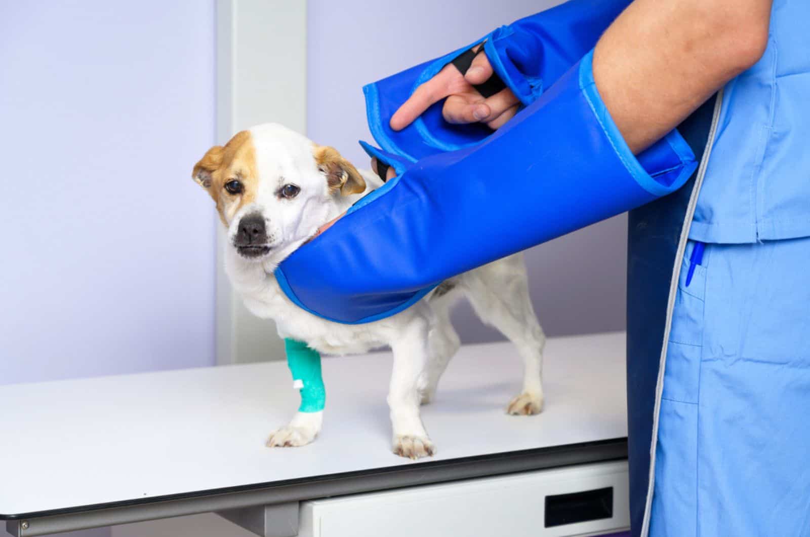 doctor examinando al perro en la sala de rayos X