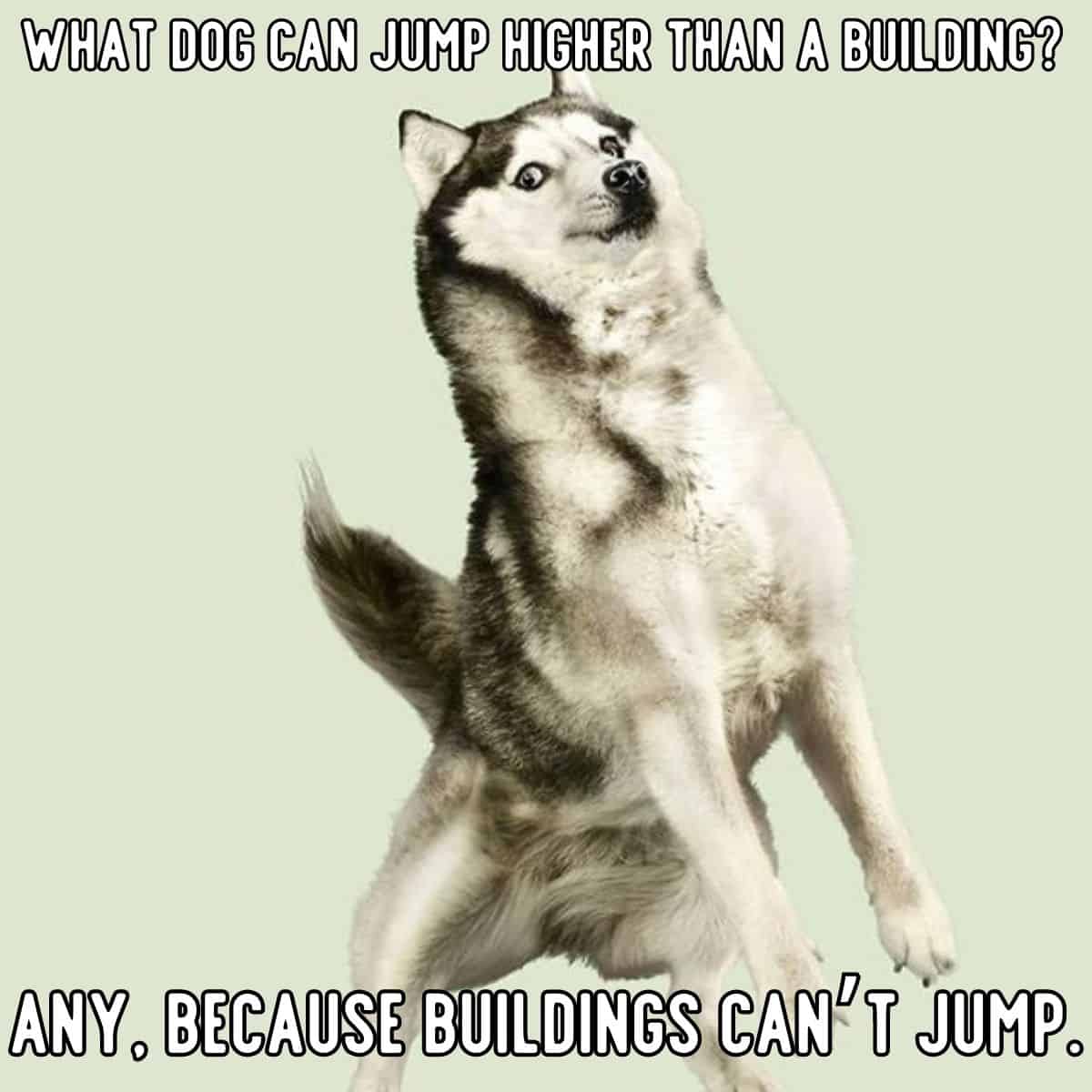 chiste de perros y edificios