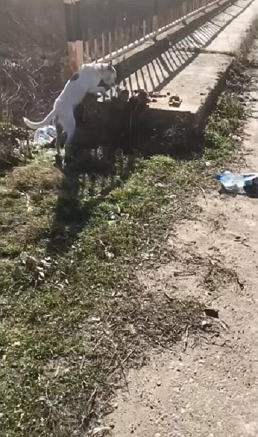 perra y cachorros comiendo