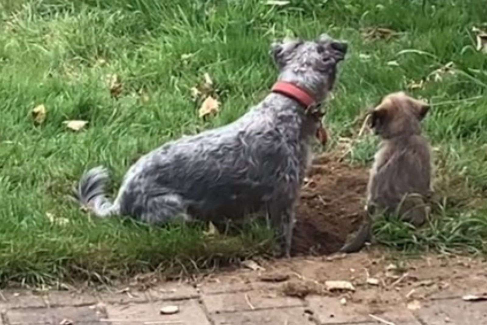 perro y cachorro en un hoyo con patas