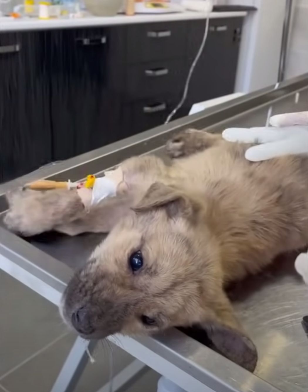 perro en la clínica veterinaria