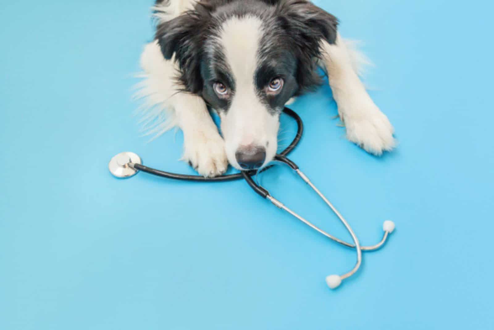 perro border collie y estetoscopio