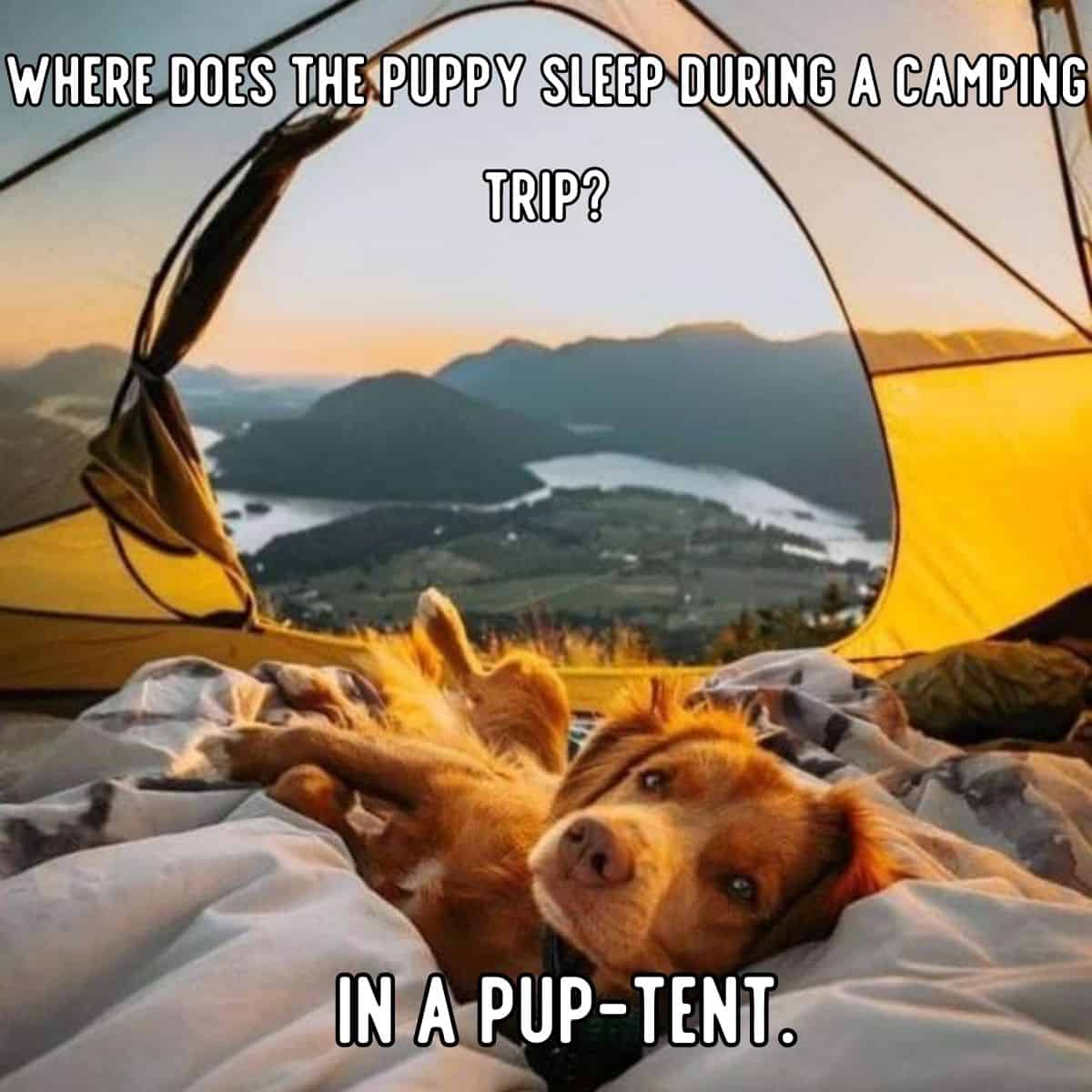 chiste de perro acampando