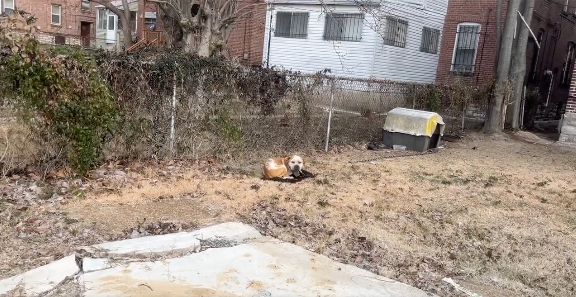 perro encadenado detrás de la casa