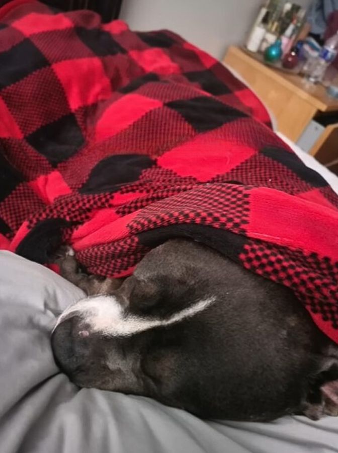 perro cubierto con una manta