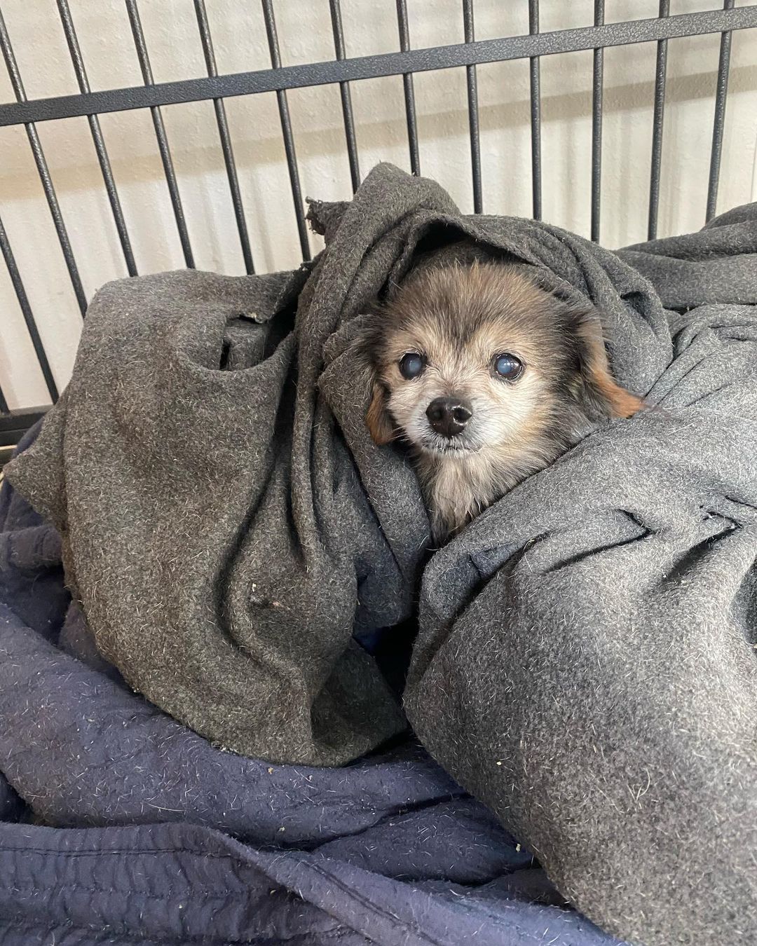 perro cubierto con manta gris