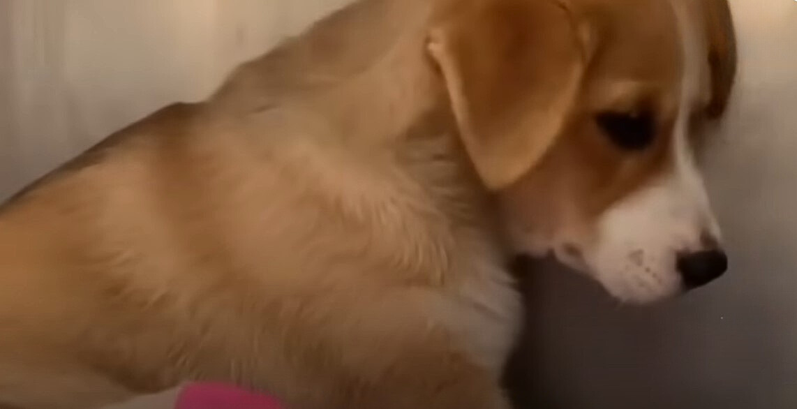 perro llorando