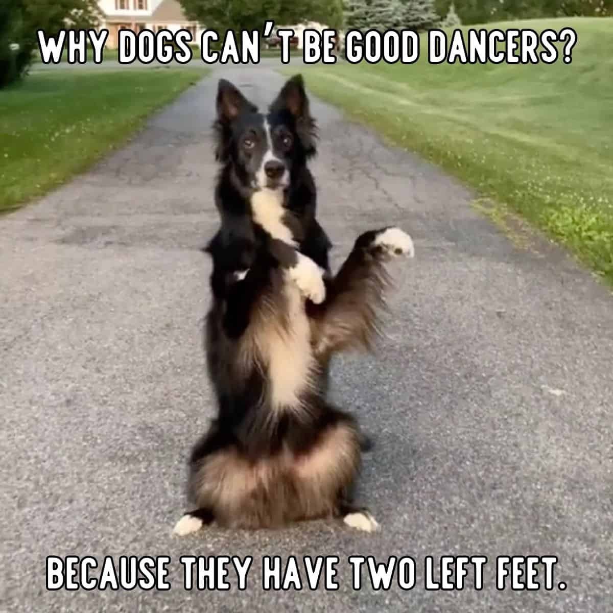 chiste de perro bailarín