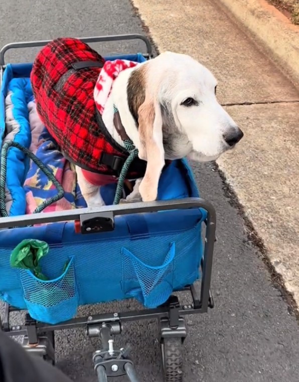 perro paseando en un cochecito especialmente creado