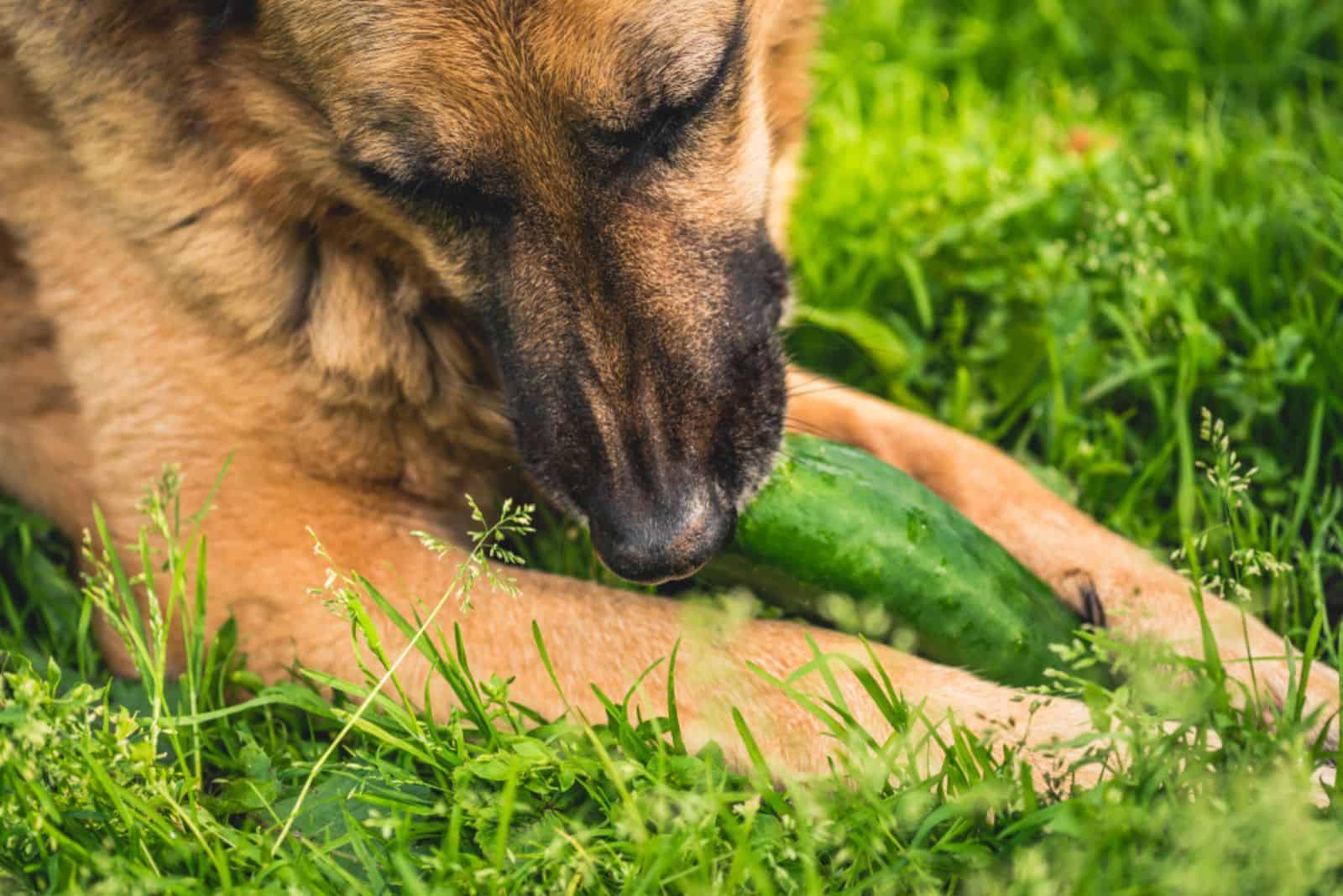 perro comiendo pepino en verano