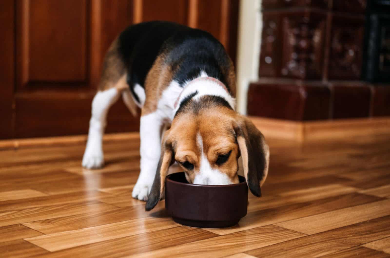 perro comiendo de un cuenco en casa