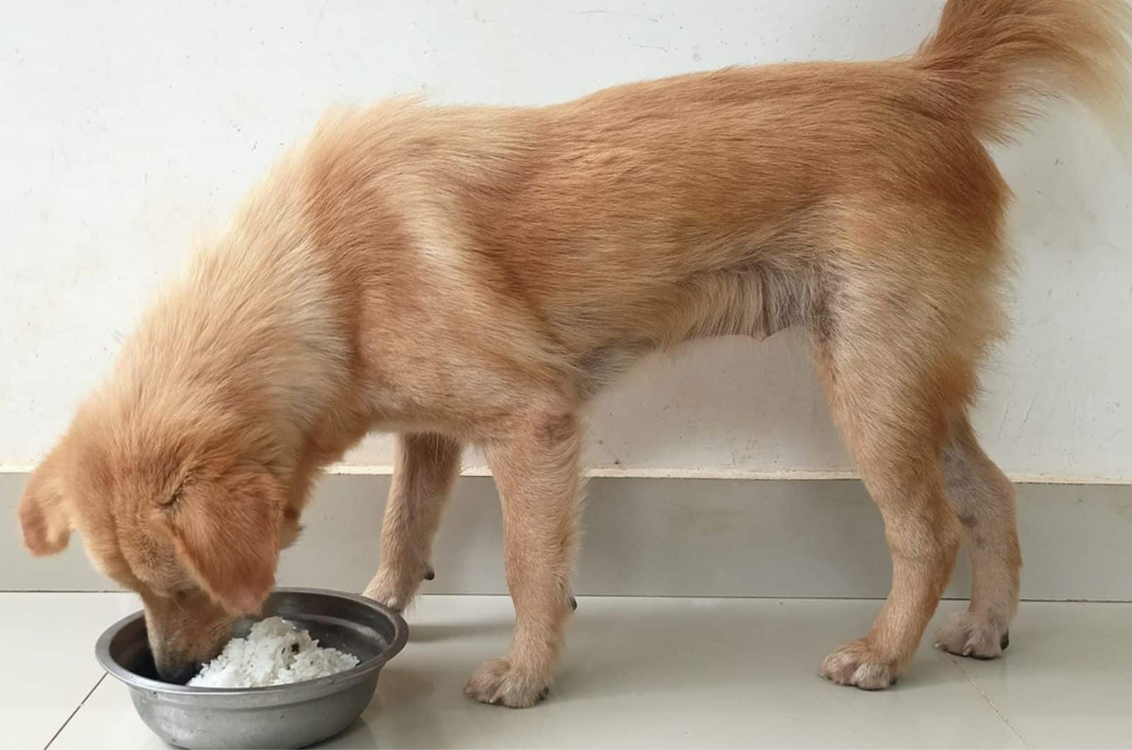 perro comiendo arroz de un cuenco