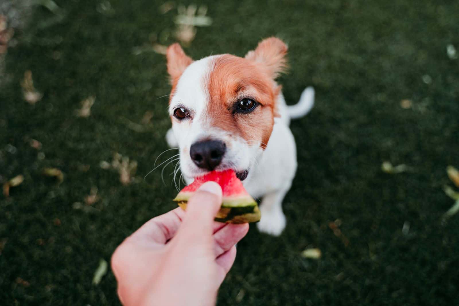perro comiendo sandía de la mano de su dueño