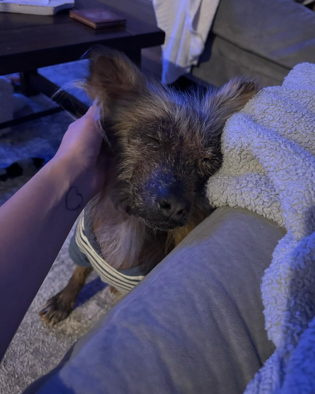 perro disfrutando de abrazos