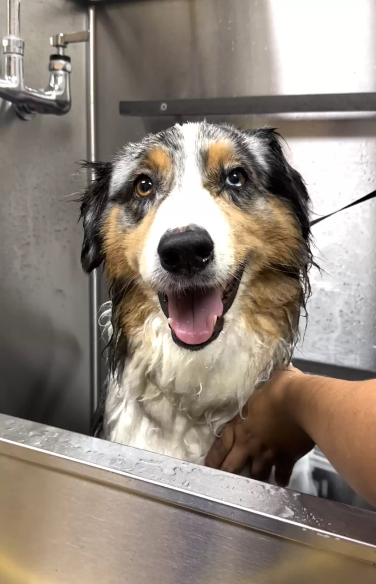 perro recibiendo una ducha