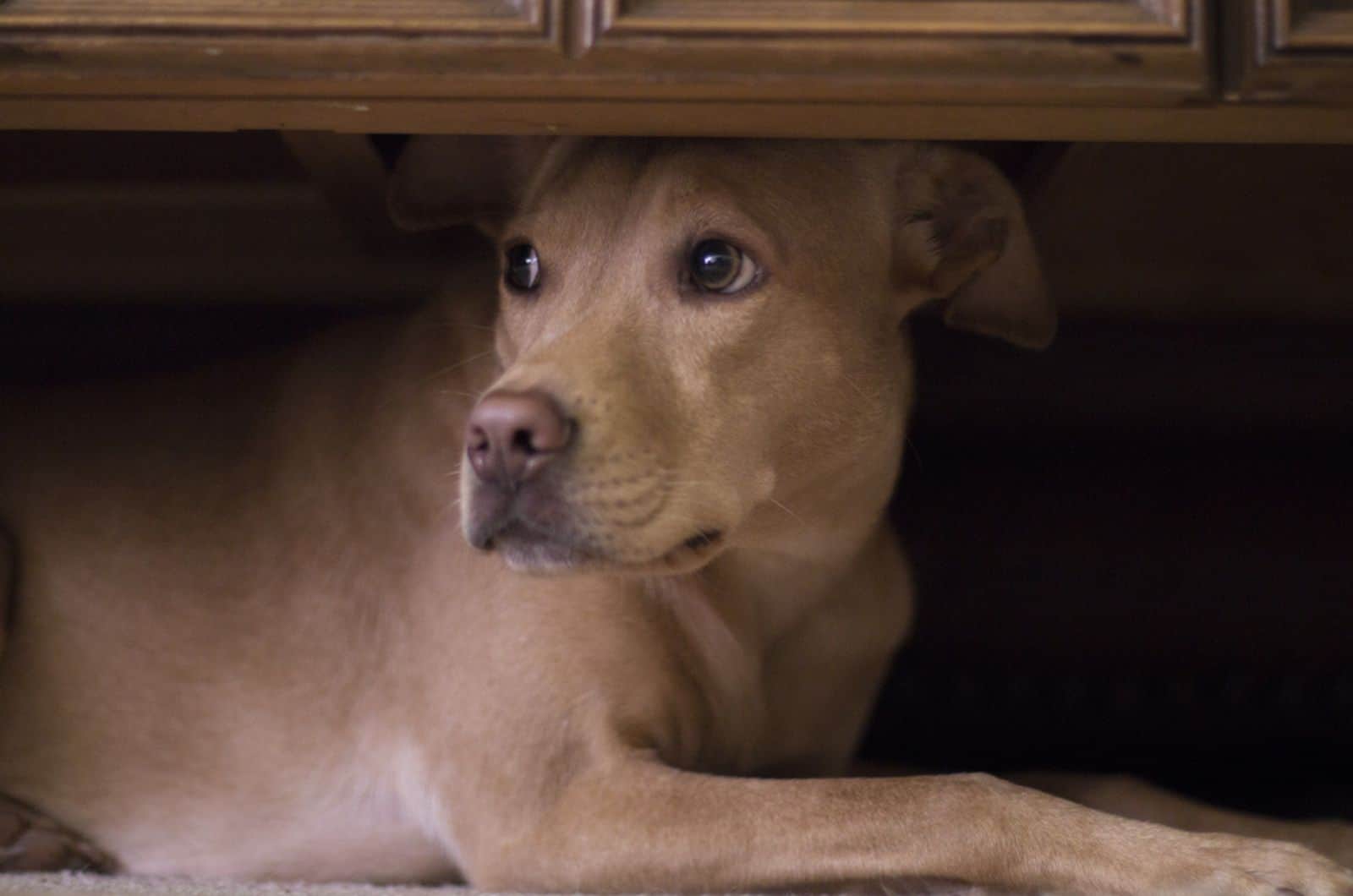perro se esconde debajo de la mesa de café por los fuegos artificiales en el exterior