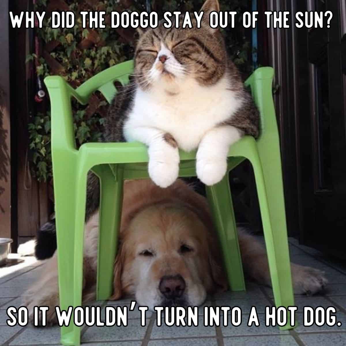chiste de perro escondiéndose del sol
