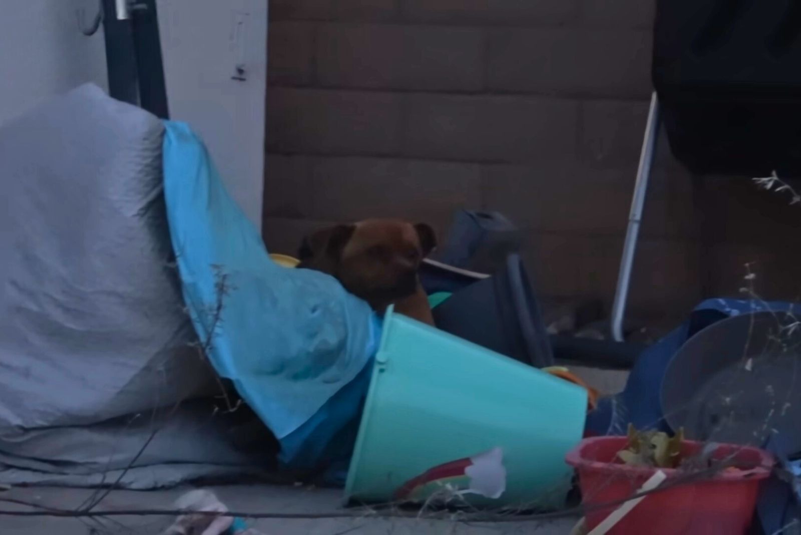 perro escondiéndose en la basura