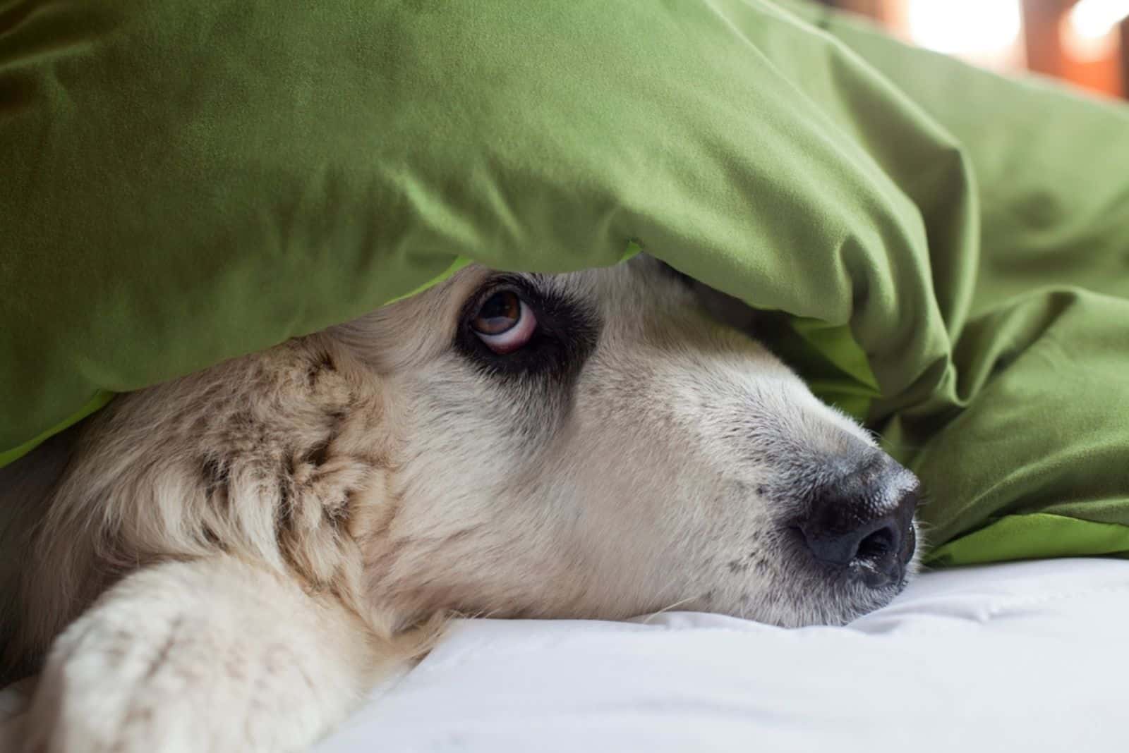 perro escondiéndose bajo el edredón en la cama