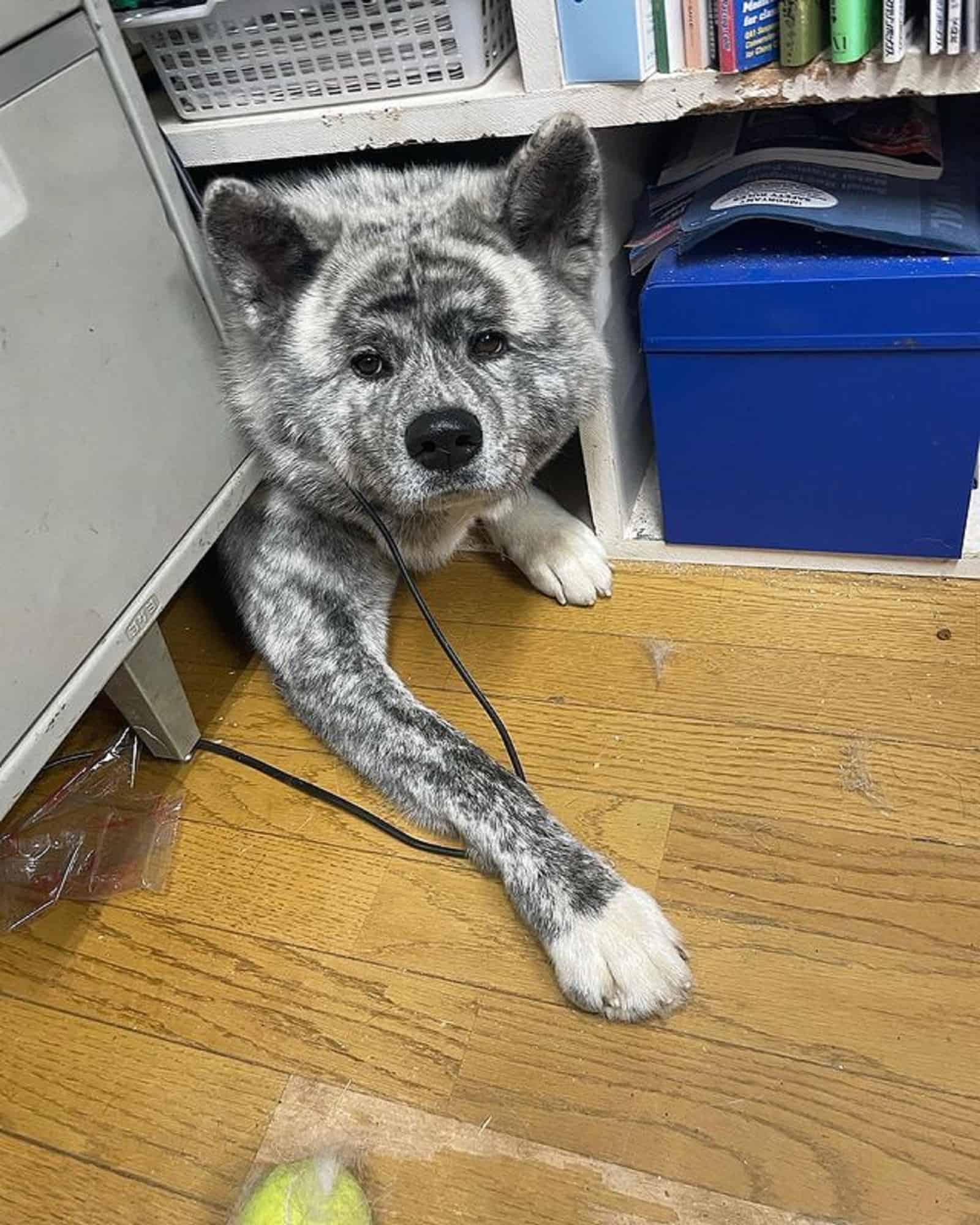 perro escondido bajo estantes en la oficina