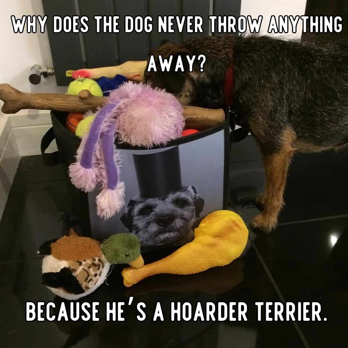 chiste de perro acaparador terrier