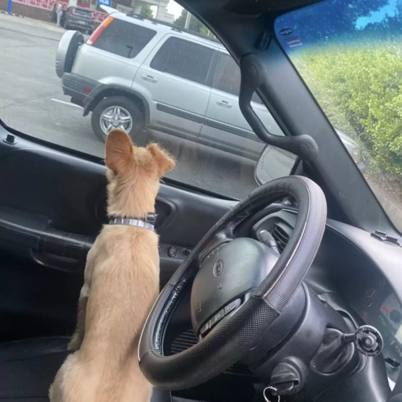 perro en un coche