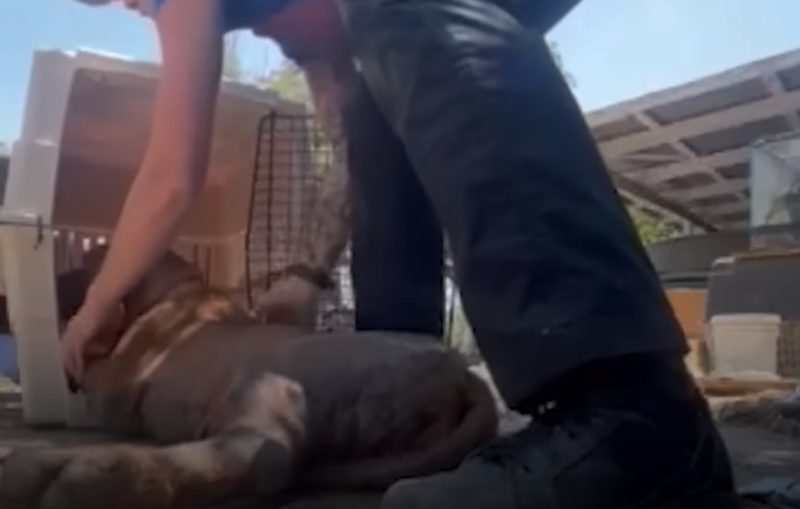 hombre poniendo un perro en una jaula
