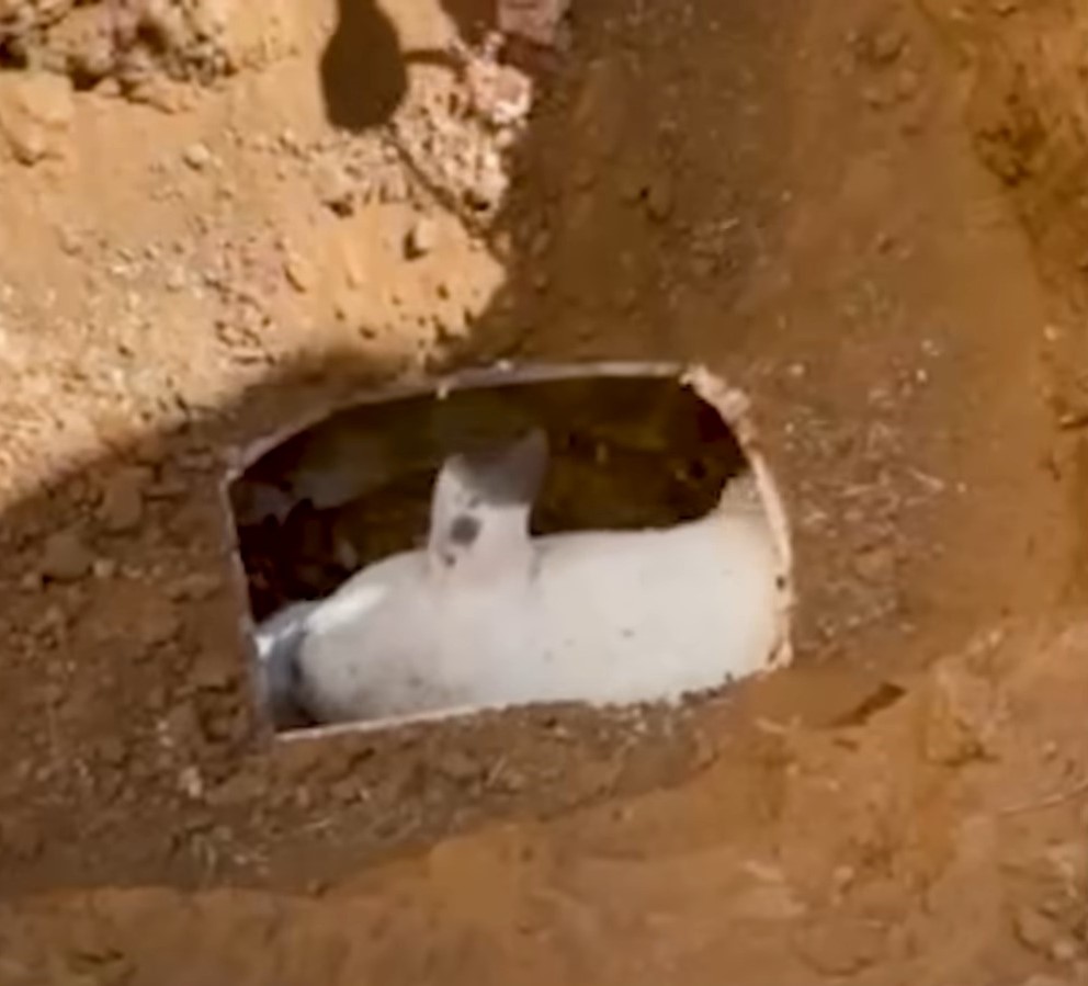 perro en una tubería de drenaje
