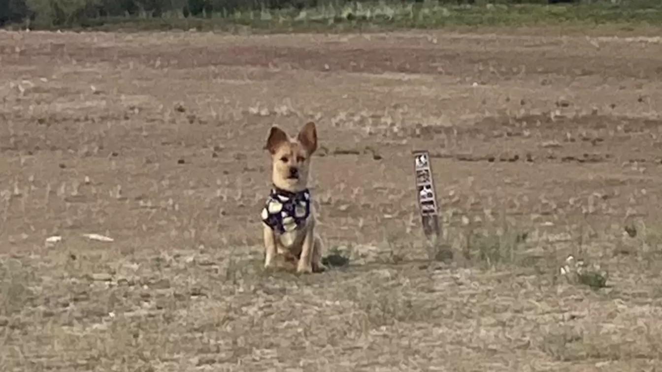 perro en un campo