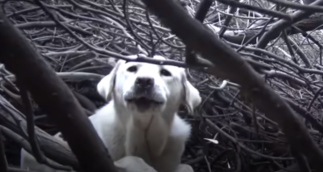 perro entre las ramas