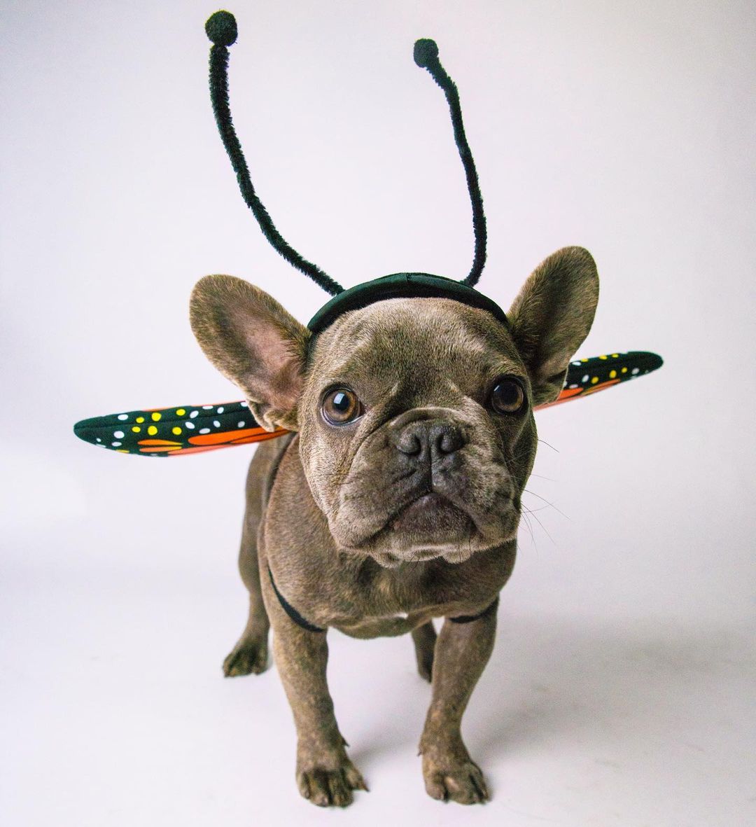 perro disfrazado de la mariposa