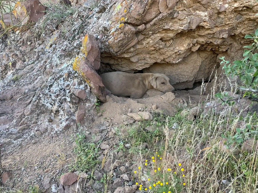 perro en las montañas