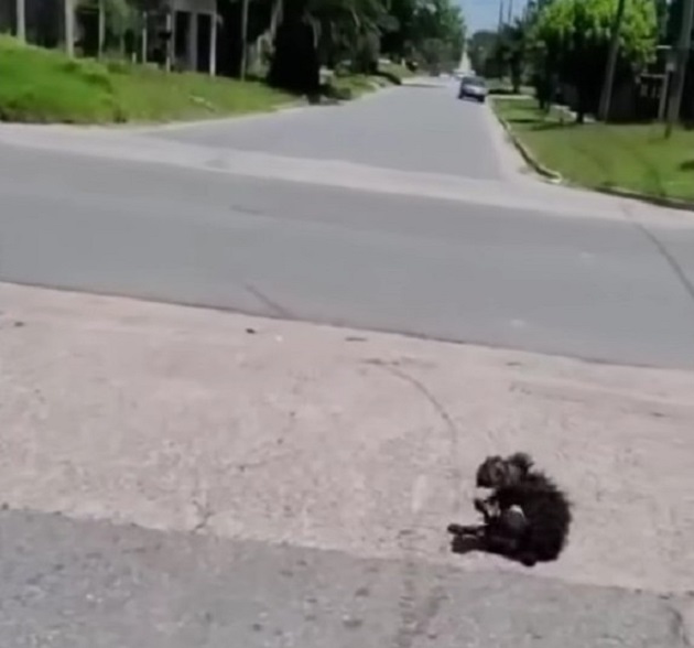 perro en la calle