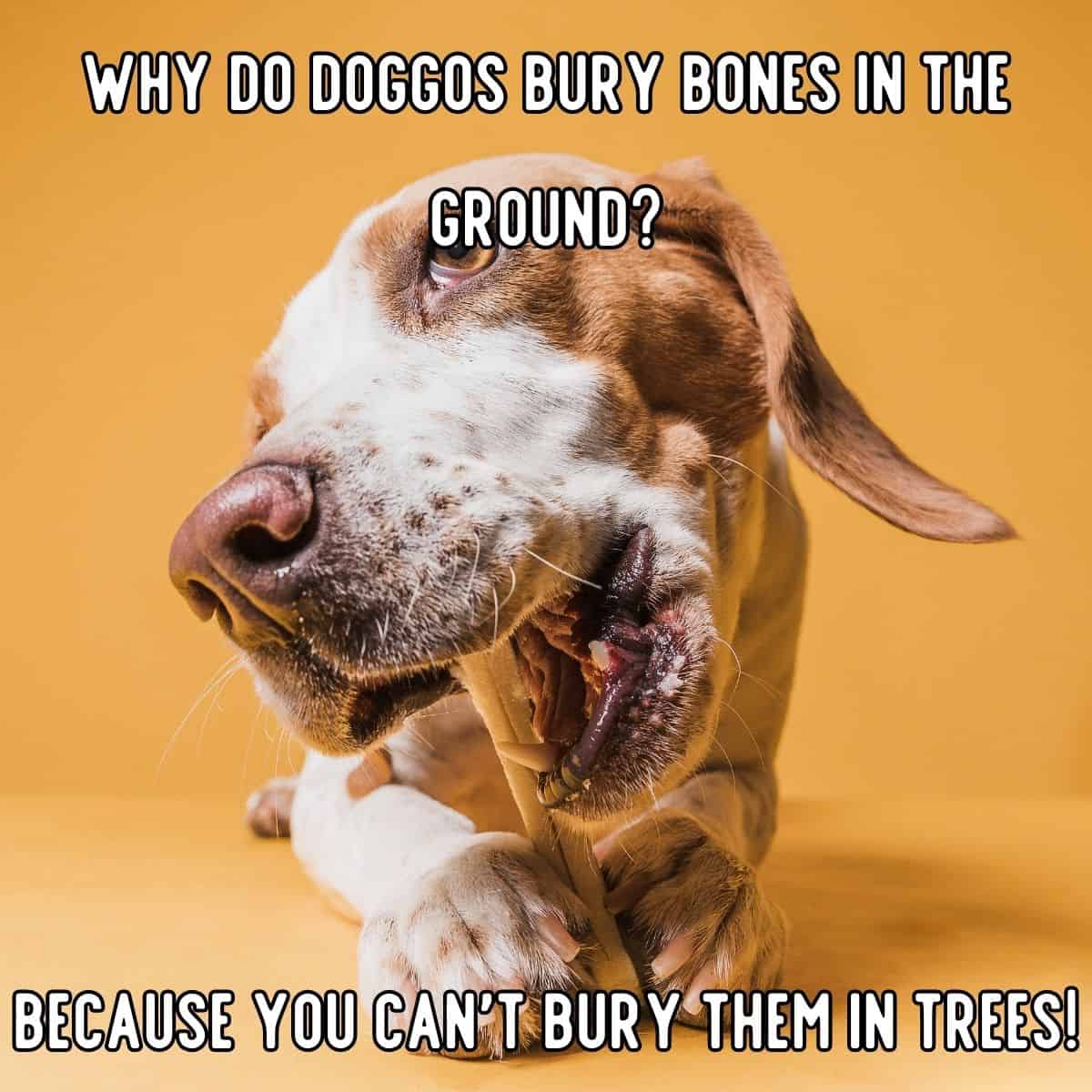 chiste de perro sobre huesos