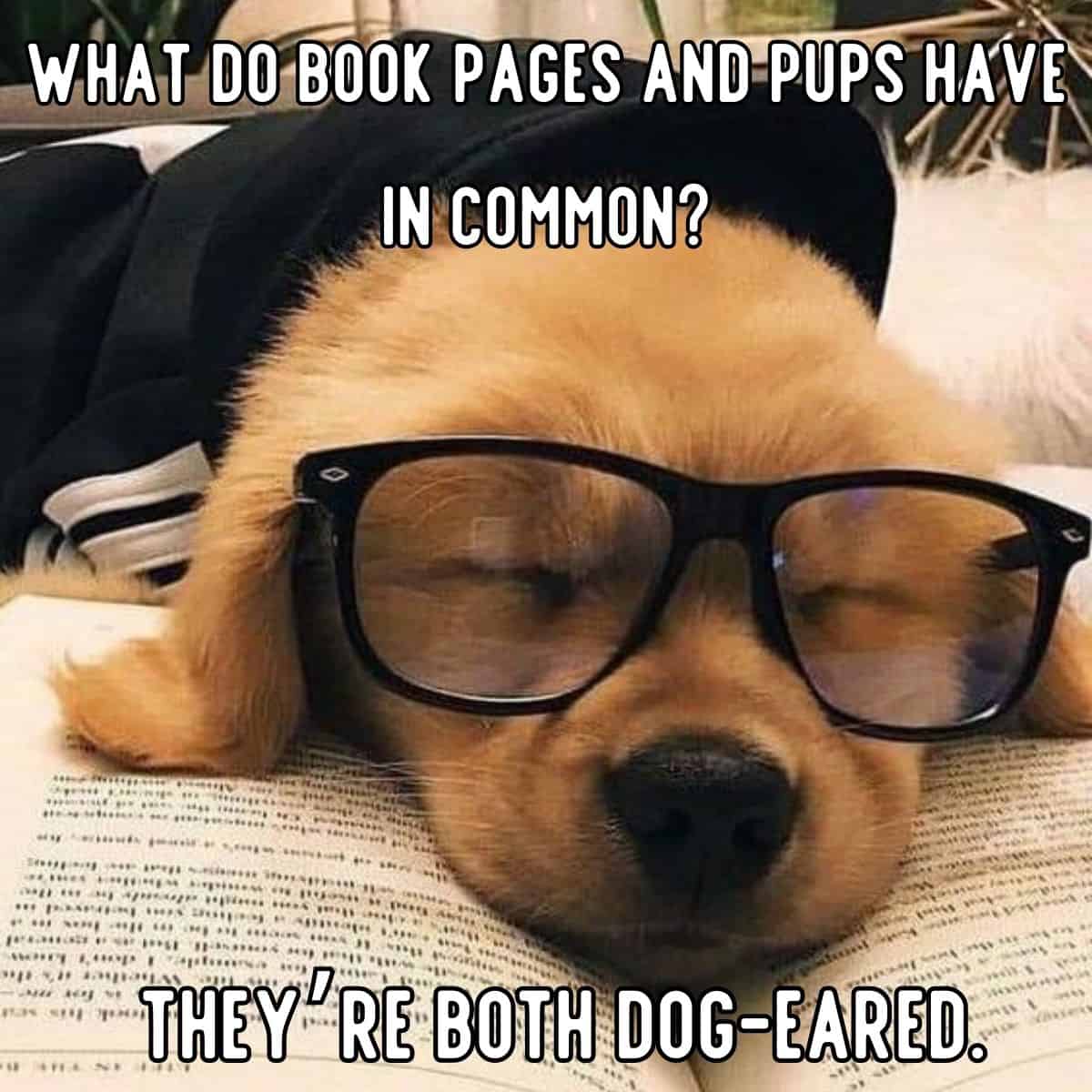 chiste de perro sobre páginas de libros