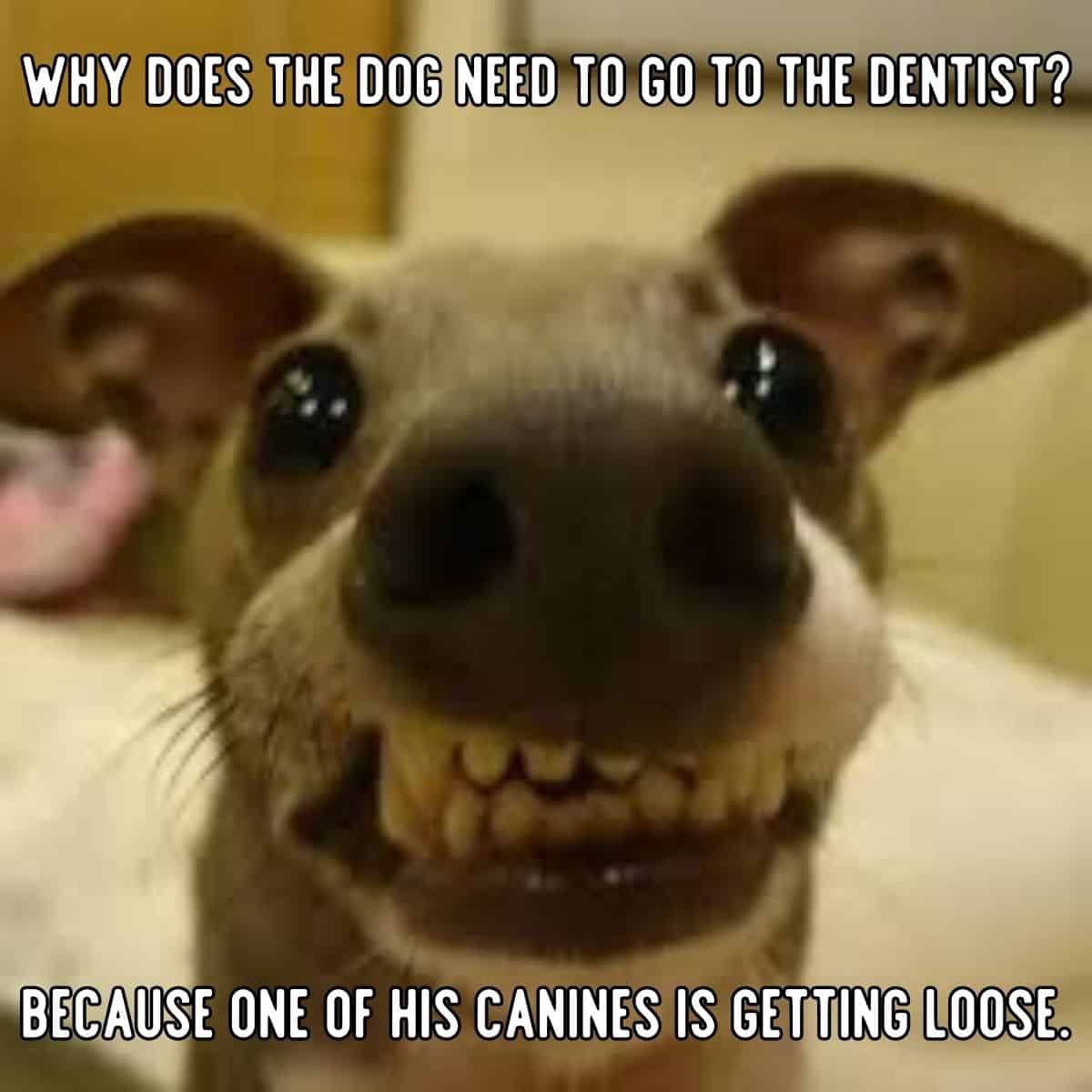 chiste de perro sobre dentista