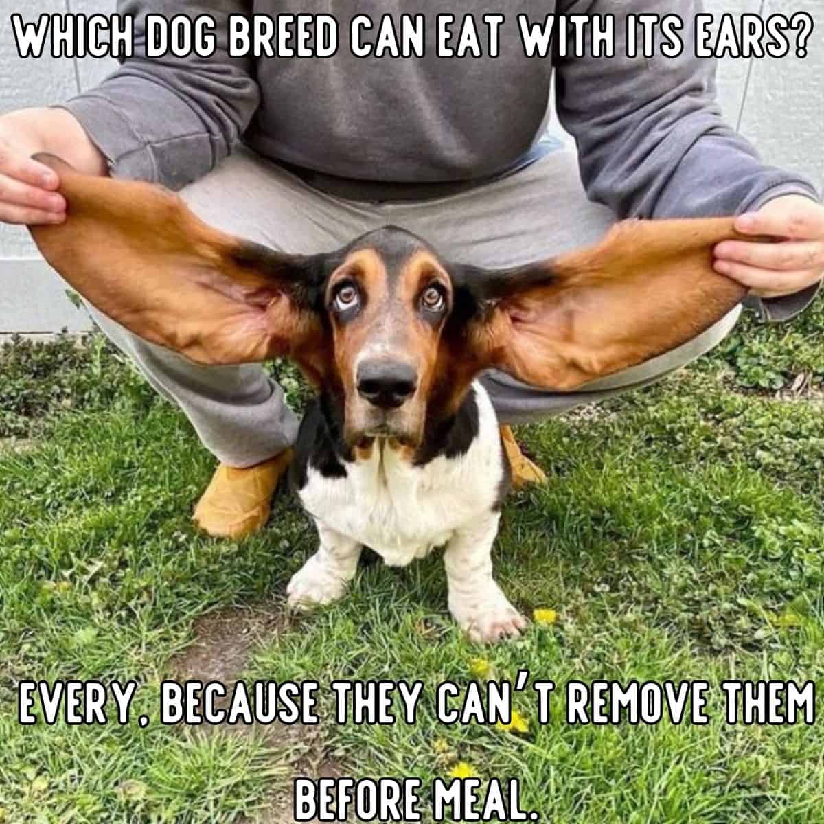 chiste de perro sobre orejas