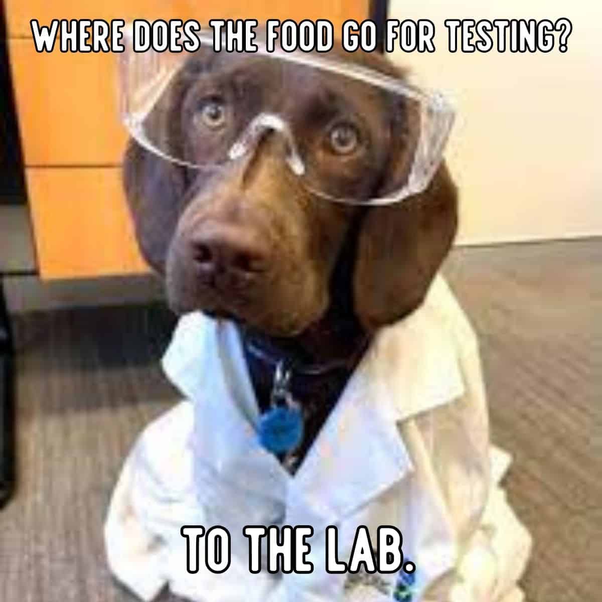 chiste de perro sobre pruebas de comida