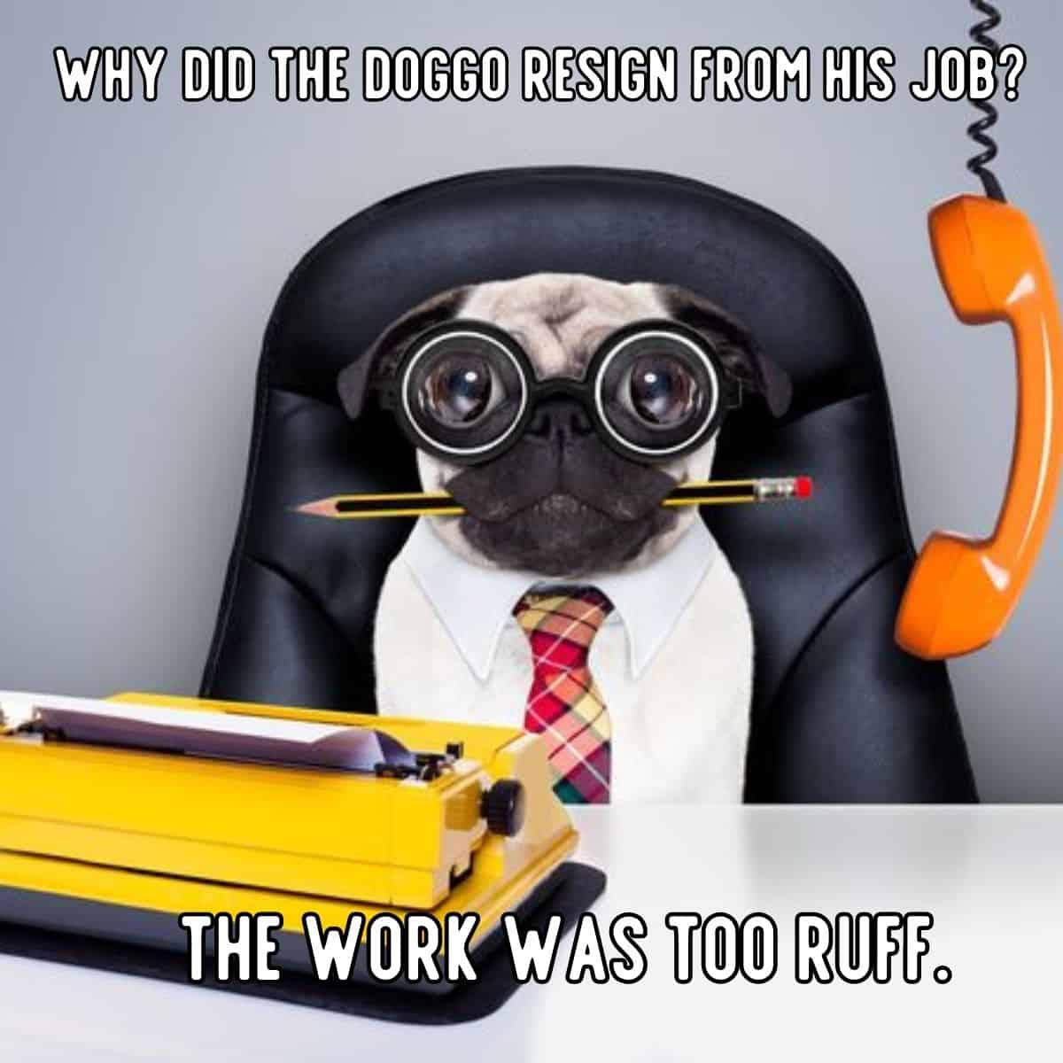 chiste de perro sobre trabajo